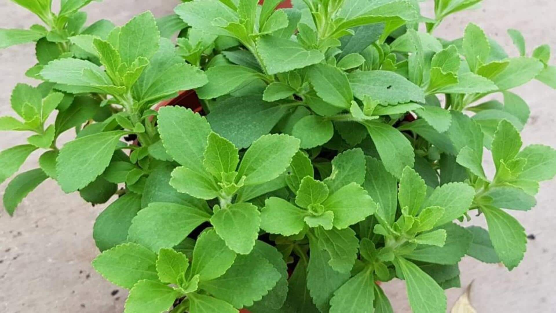 Cultivating sweet stevia plants indoors