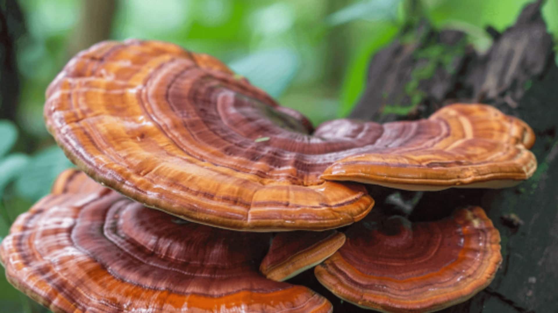 Reishi mushrooms: Secrets for longevity and wellness Reishi mushrooms: Secrets for longevity and wellness