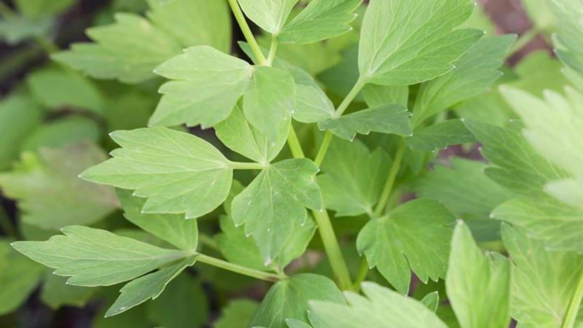 Add these 5 herbs to your daily meals Add these 5 herbs to your daily meals
