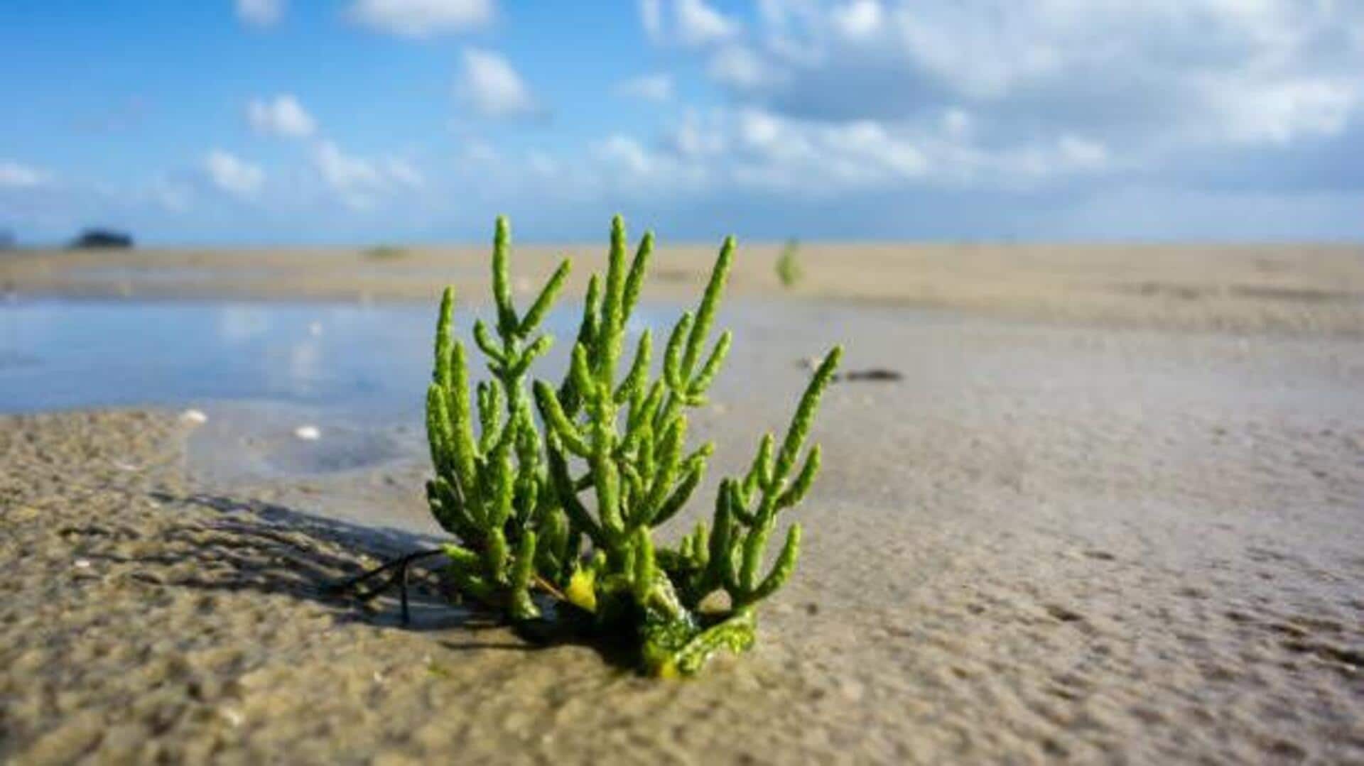 Do you know: Glasswort is a superfood