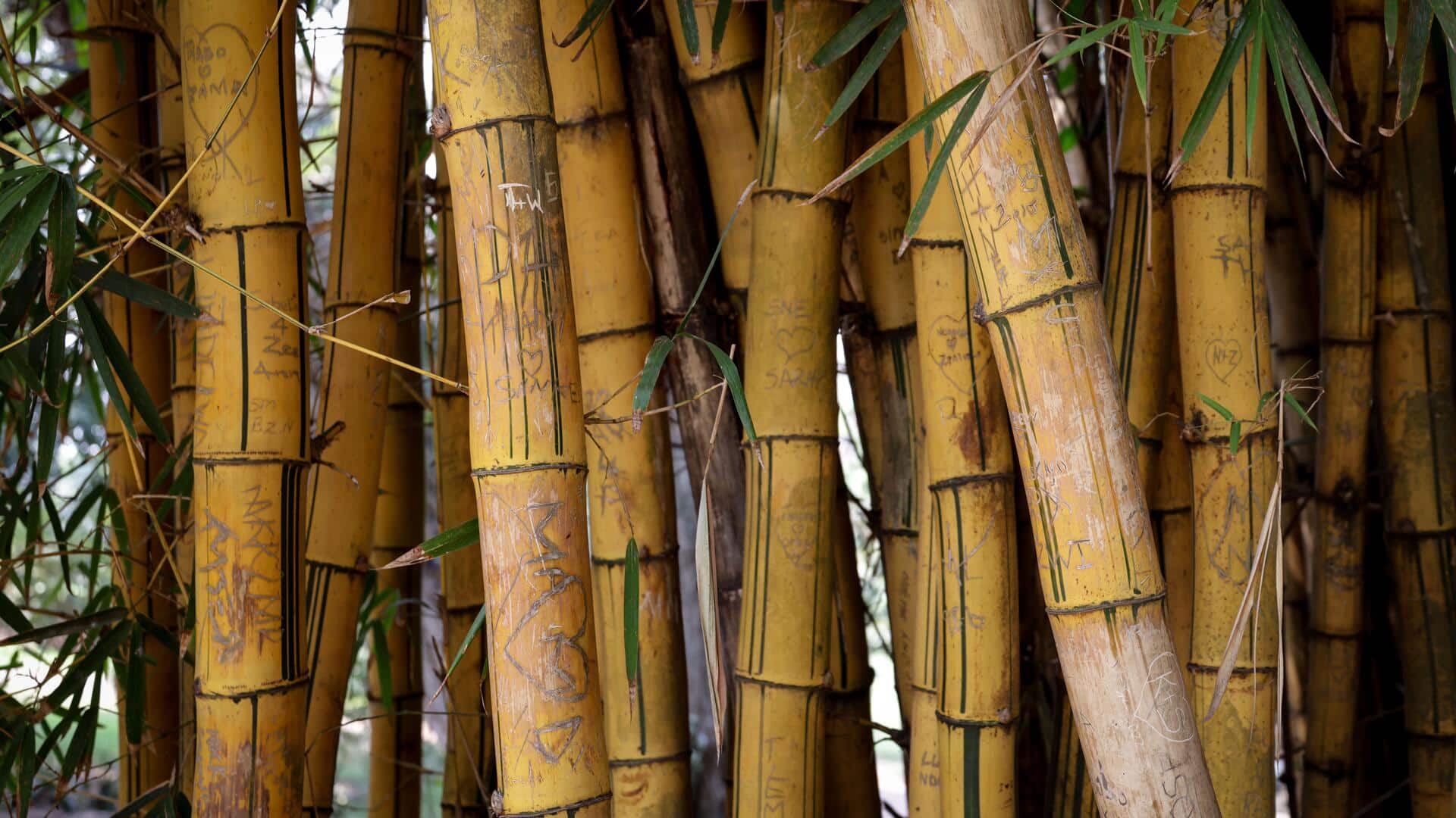 Fiddlehead fern v/s bamboo shoot: Comparing their nutrition