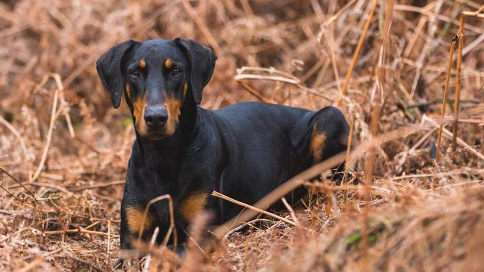 Doberman Pinscher temperament training guide