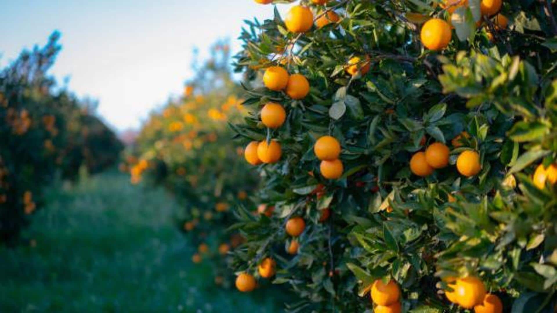 5 extraordinary fruit farms you need to see 5 extraordinary fruit farms you need to see
