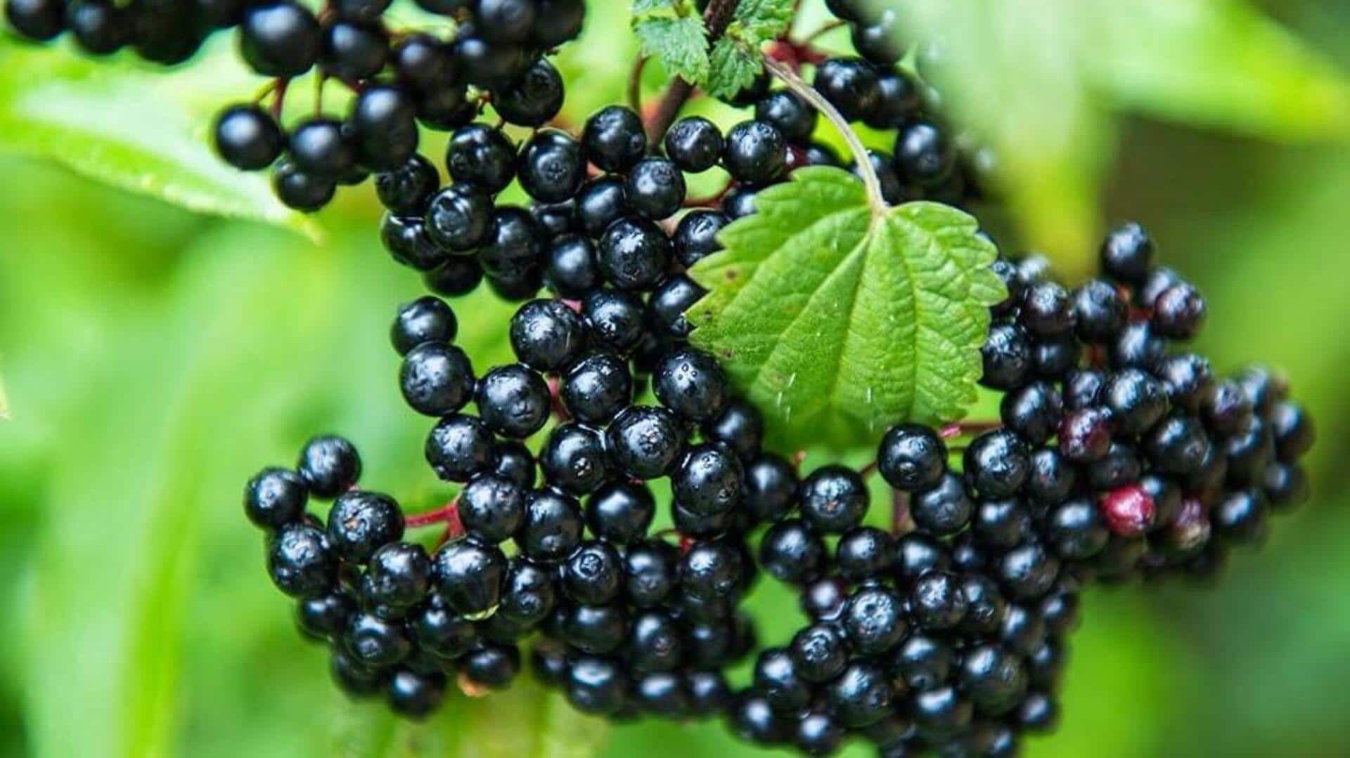 Surprising health benefits of elderberry Surprising health benefits of elderberry