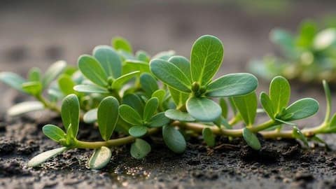 Wild purslane: 5 dishes you'll love