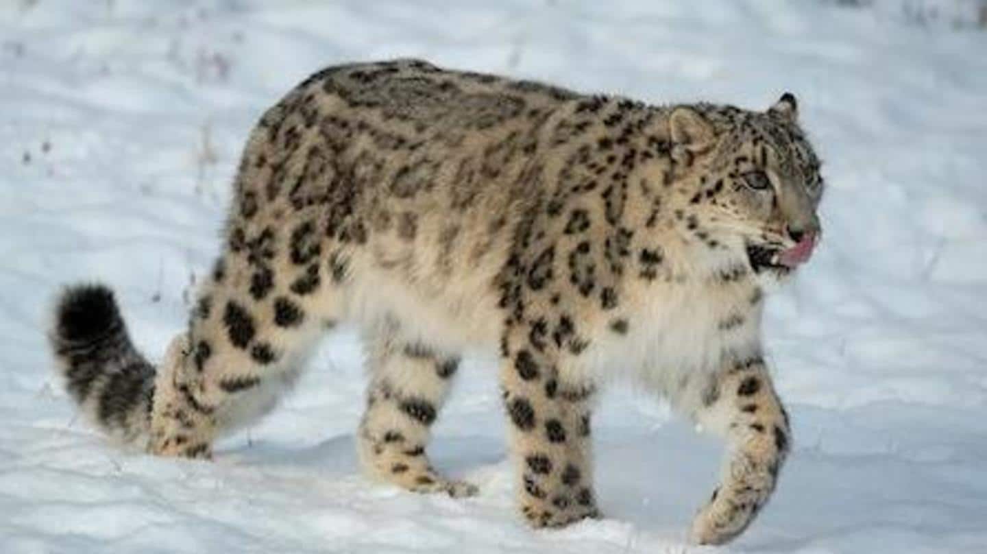 Snow leopard declared new state animal of Ladakh