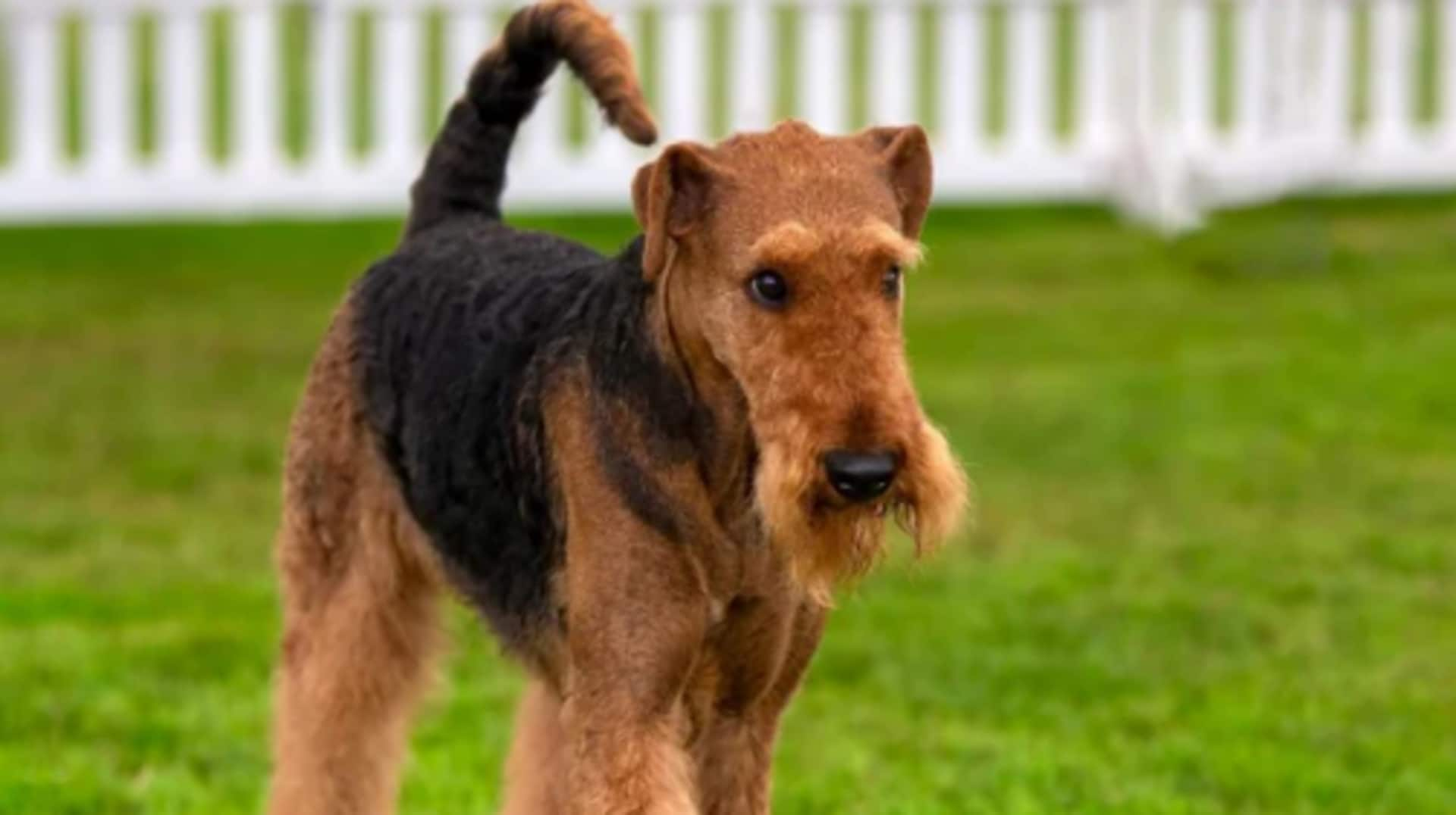 Take note of Airedale Terrier's dental health routine