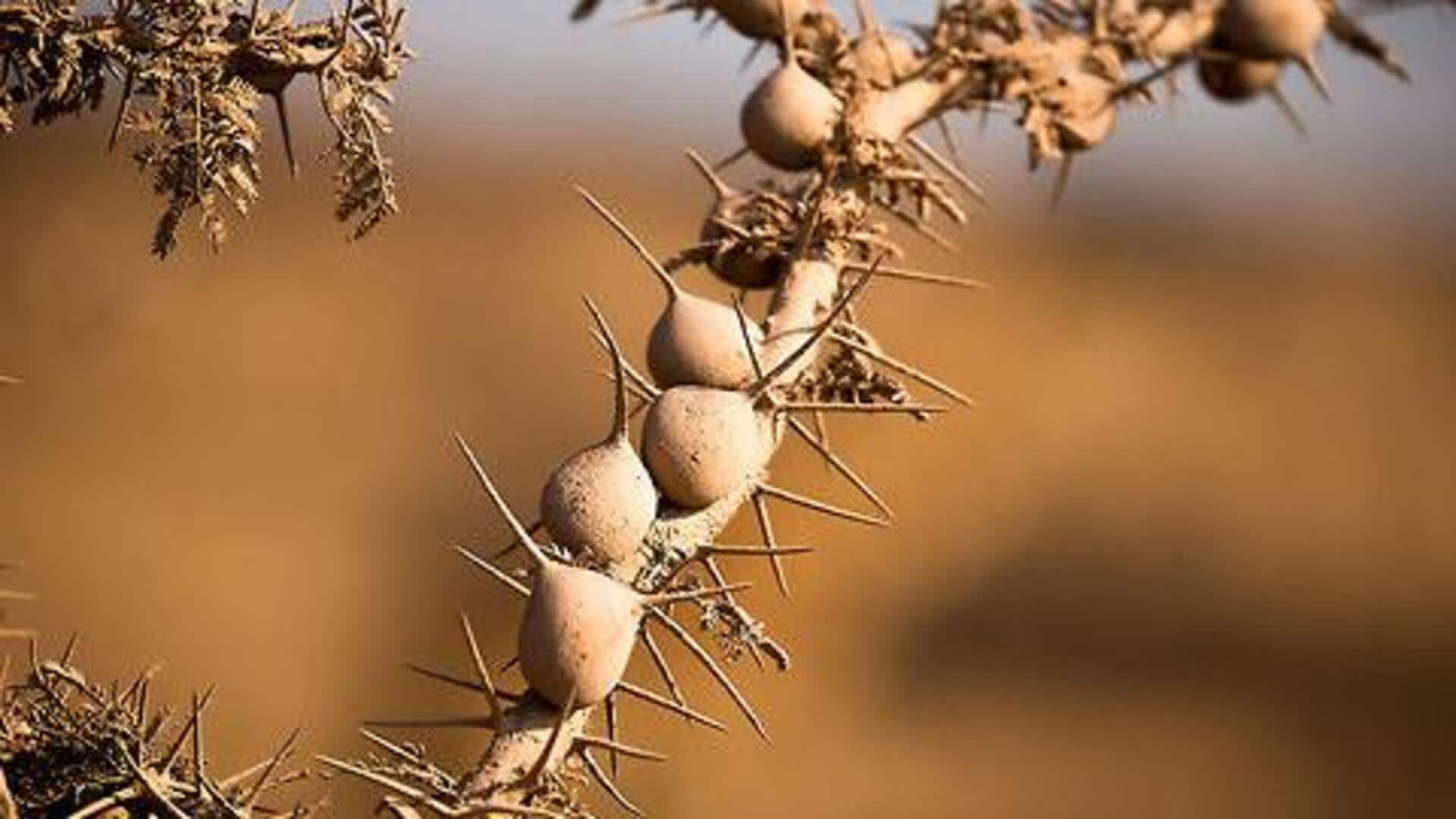 Exploring Africa's whistling thorn ecosystem