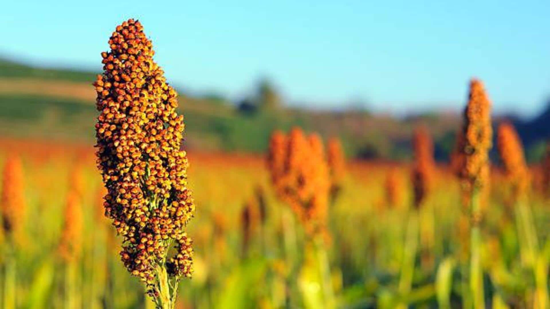 Why sorghum is great for digestion