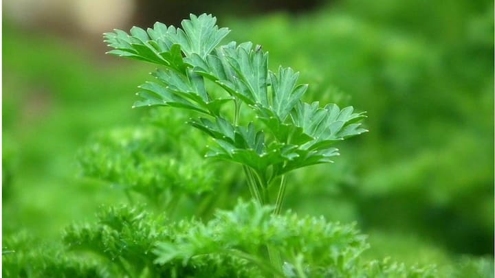 Benefits of parsley (and how is it different from coriander)