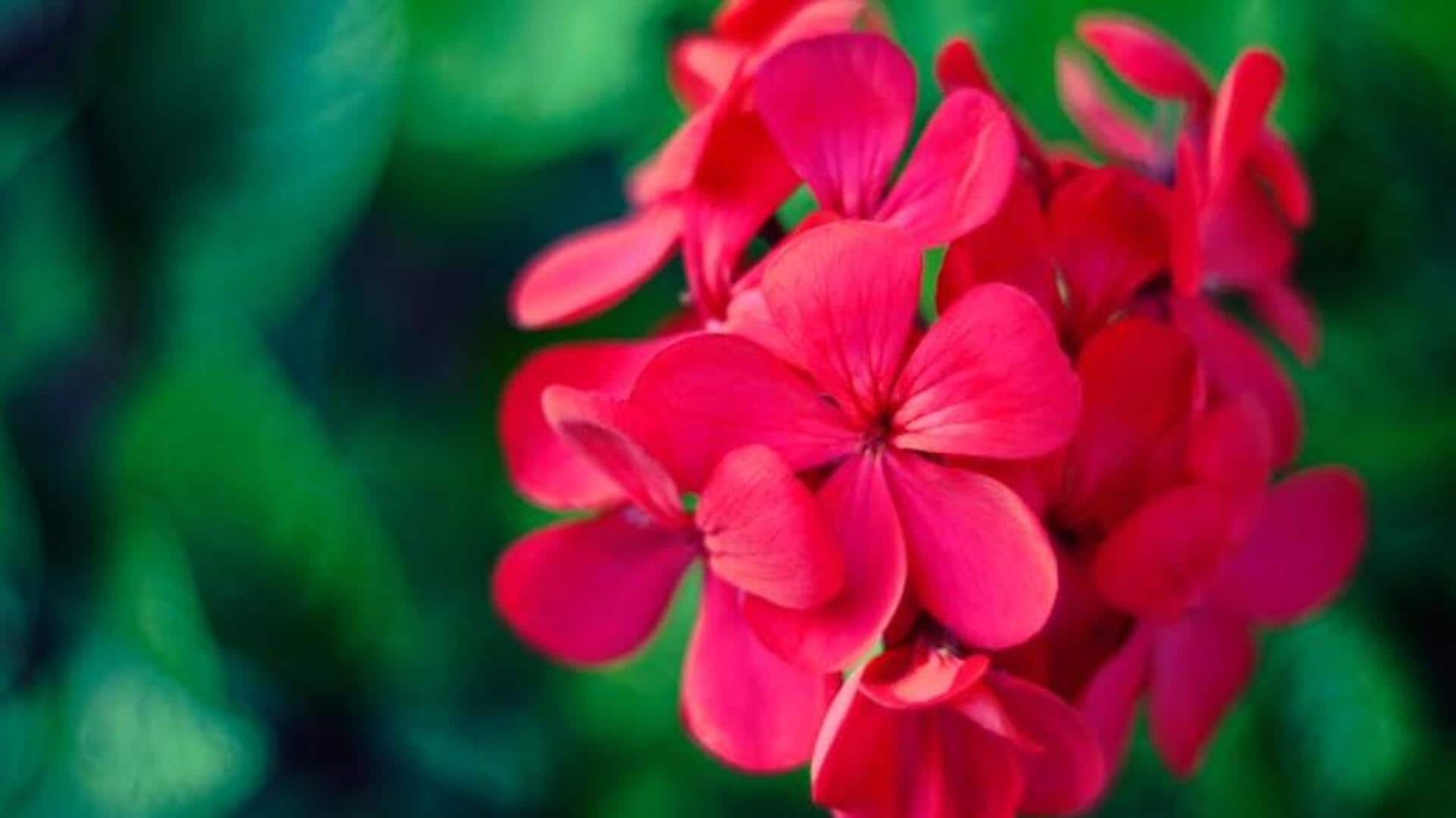 How to grow geraniums at home How to grow geraniums at home