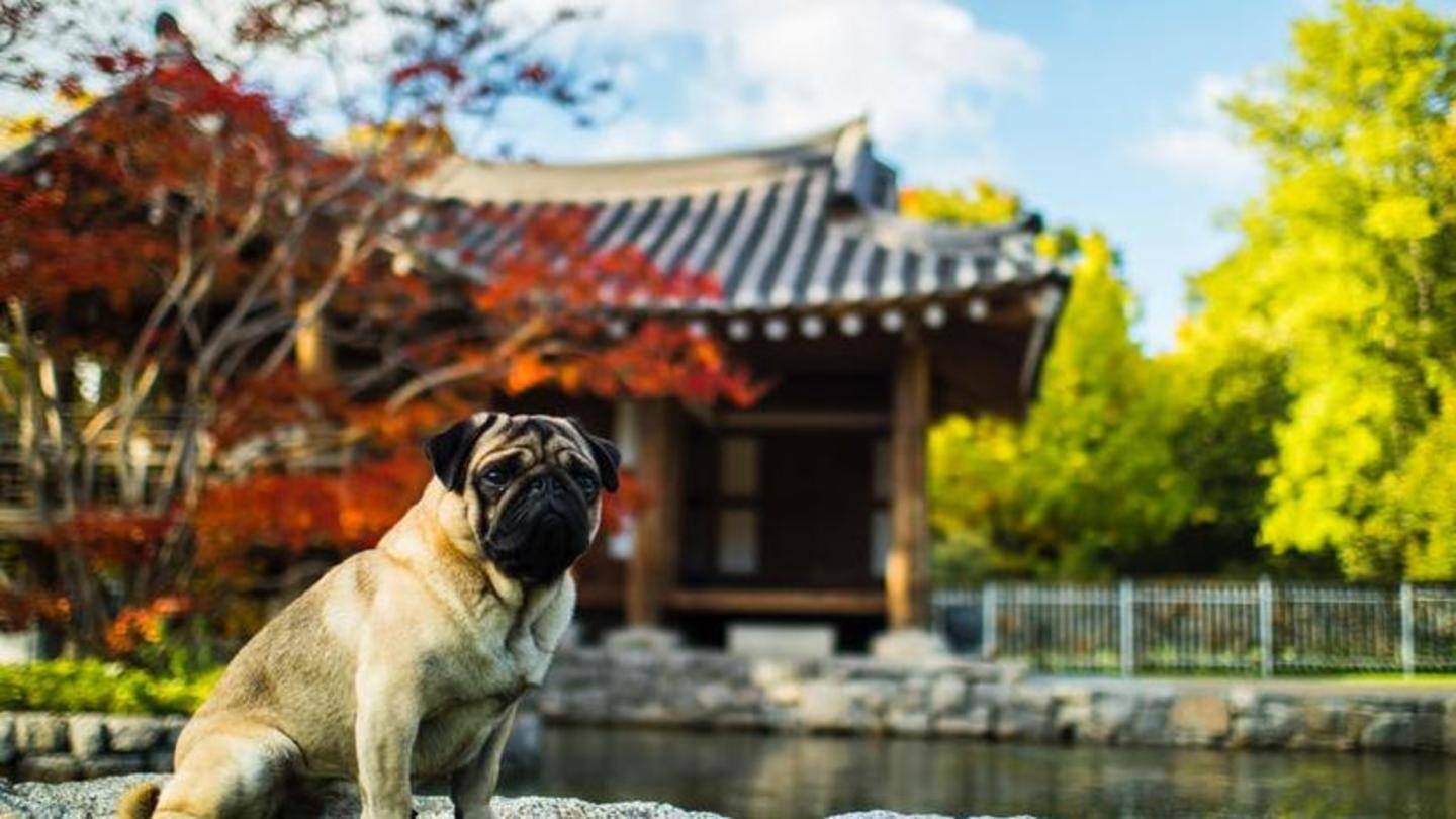 Paw-friendly vacation: Opened doors to traveling with pets Paw-friendly vacation: Opened doors to traveling with pets
