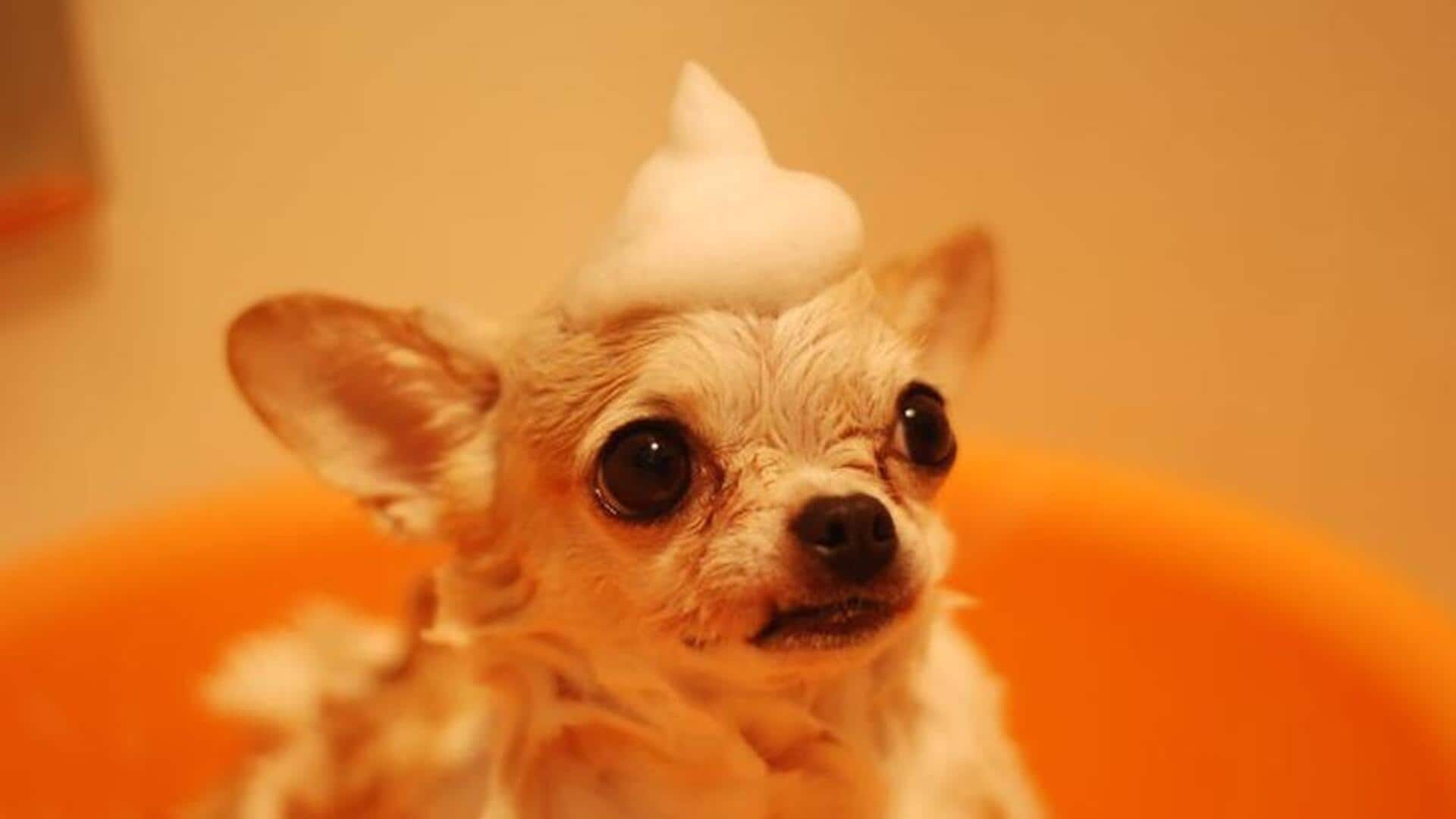 5 chemical-free dog shampoo recipes to pamper your pet 5 chemical-free dog shampoo recipes to pamper your pet
