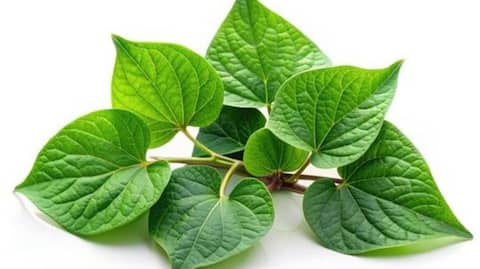 5 iconic dishes using sweet potato leaves