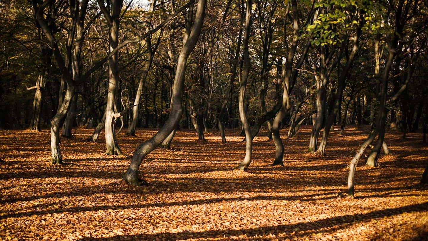 The mysterious Hoia Baciu Forest of Romania