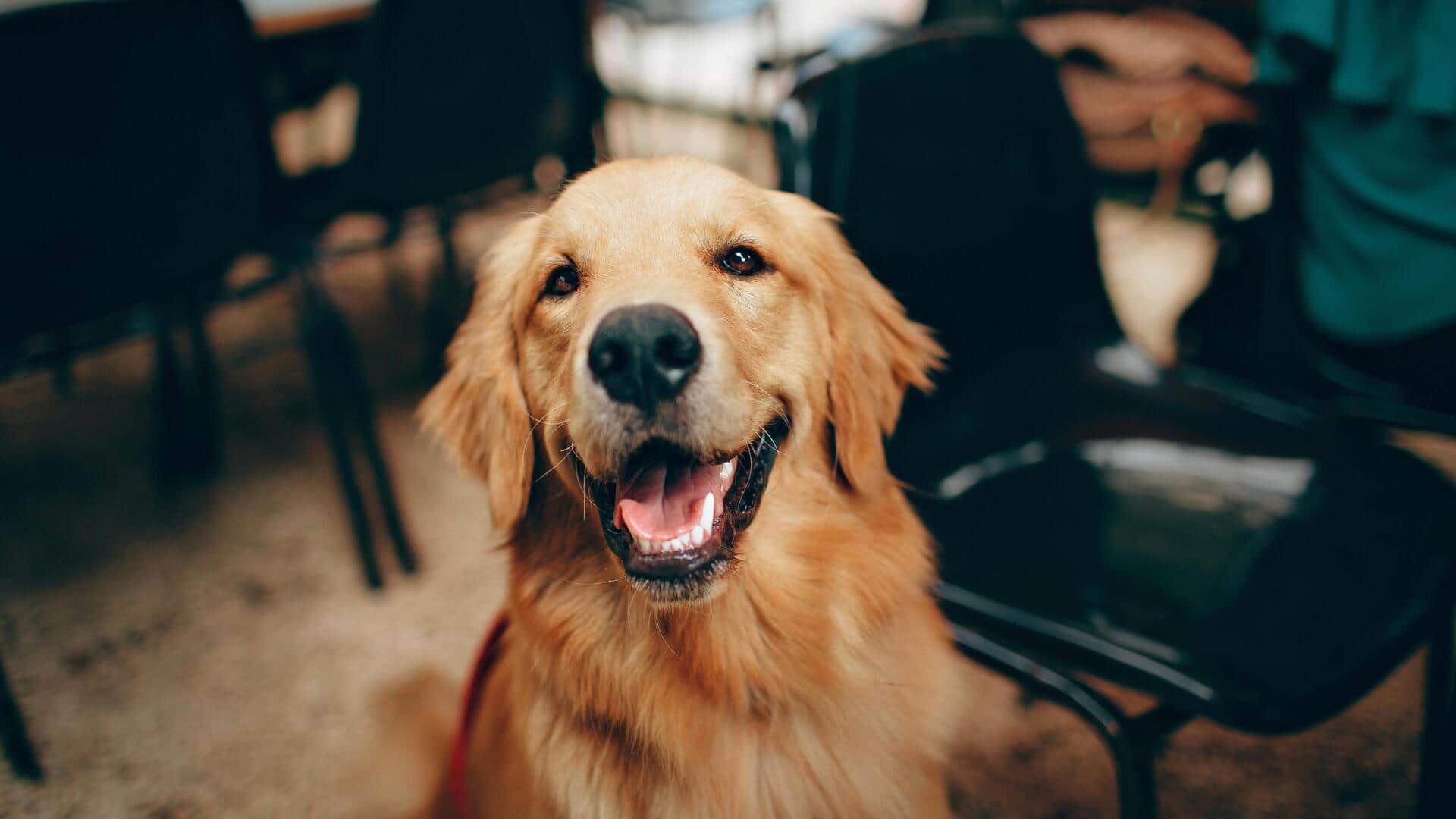 5 household allergens your dog should avoid