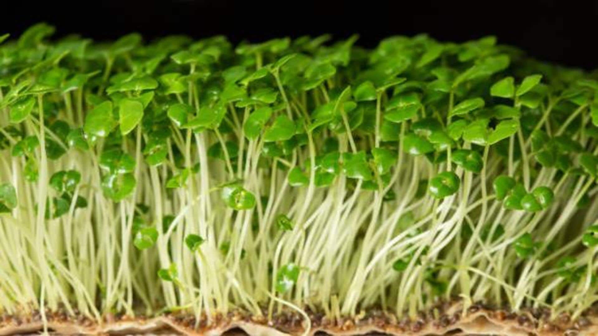 How to grow chia seed sprouts at home