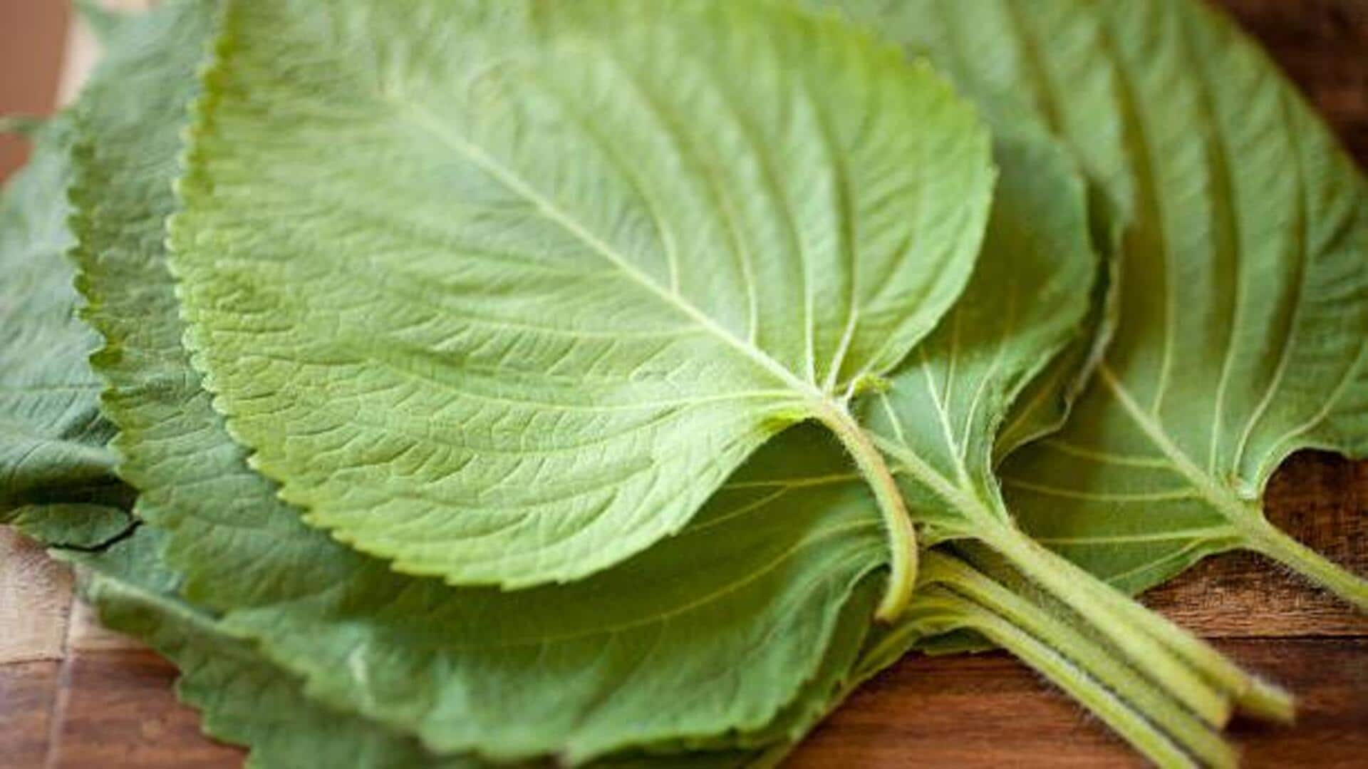 Secret to authentic Japanese cuisine? It's shiso leaves 