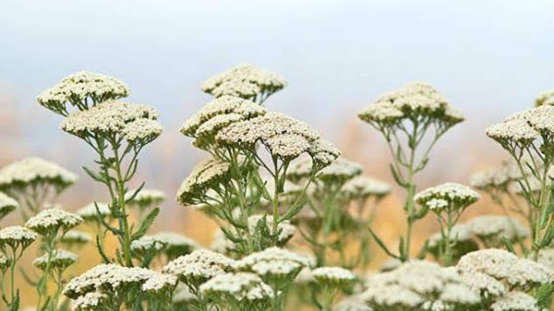 Yarrow: Benefits and uses of this herb 