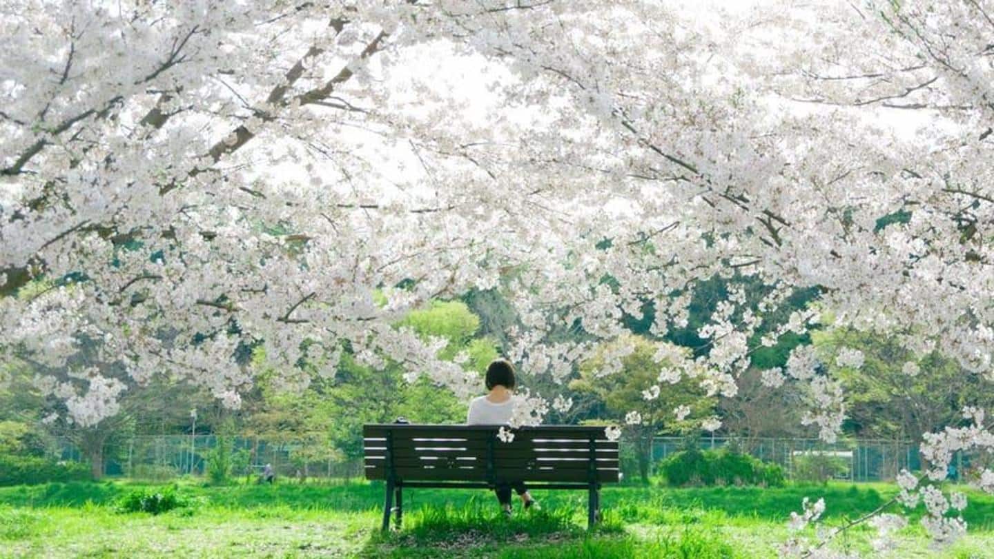 Everything to know about Cherry Blossom Festival in Japan
