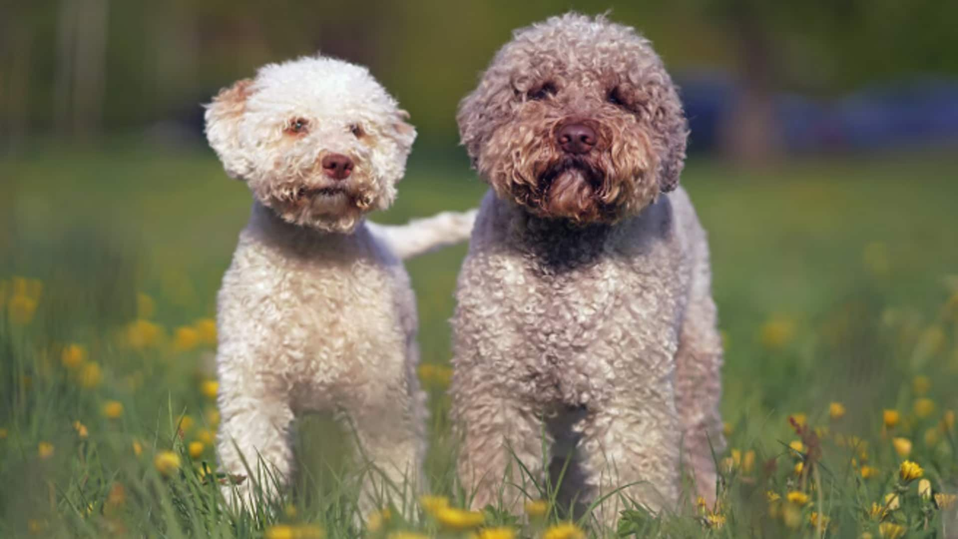 How to prepare your Lagotto Romagnolo dog for truffle hunting