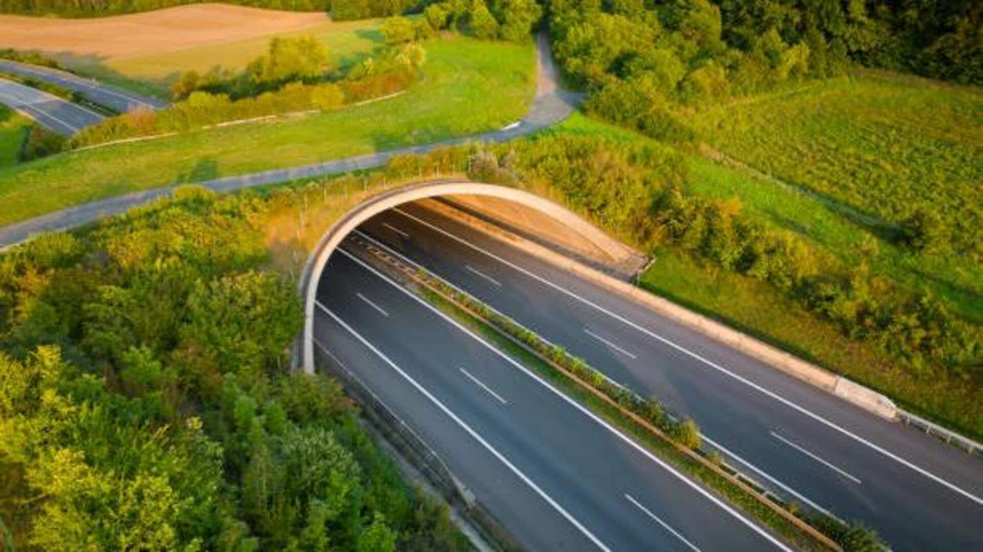 What are wildlife bridges and why do they matter? 