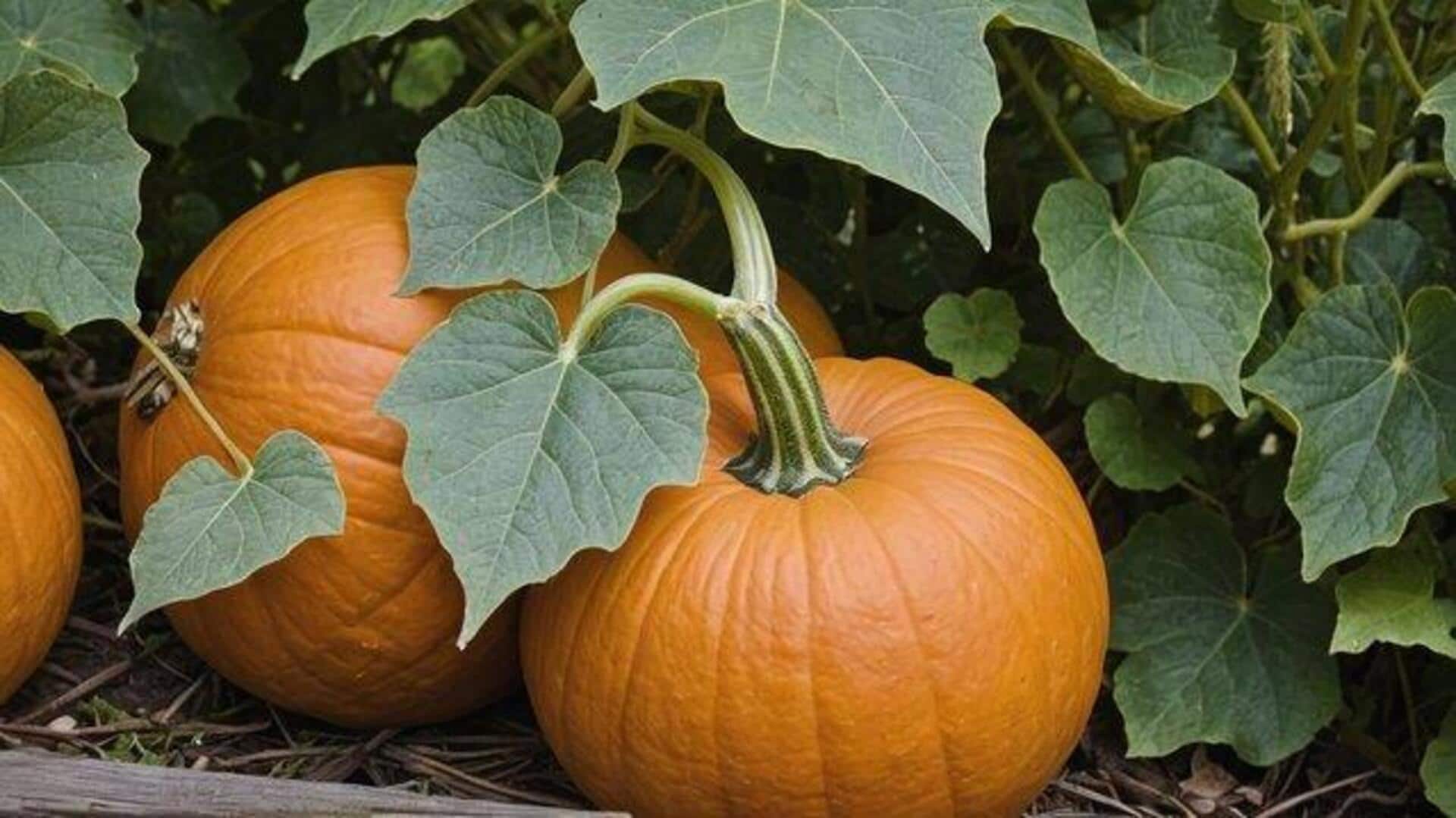 5 dishes using pumpkin leaves 5 dishes using pumpkin leaves