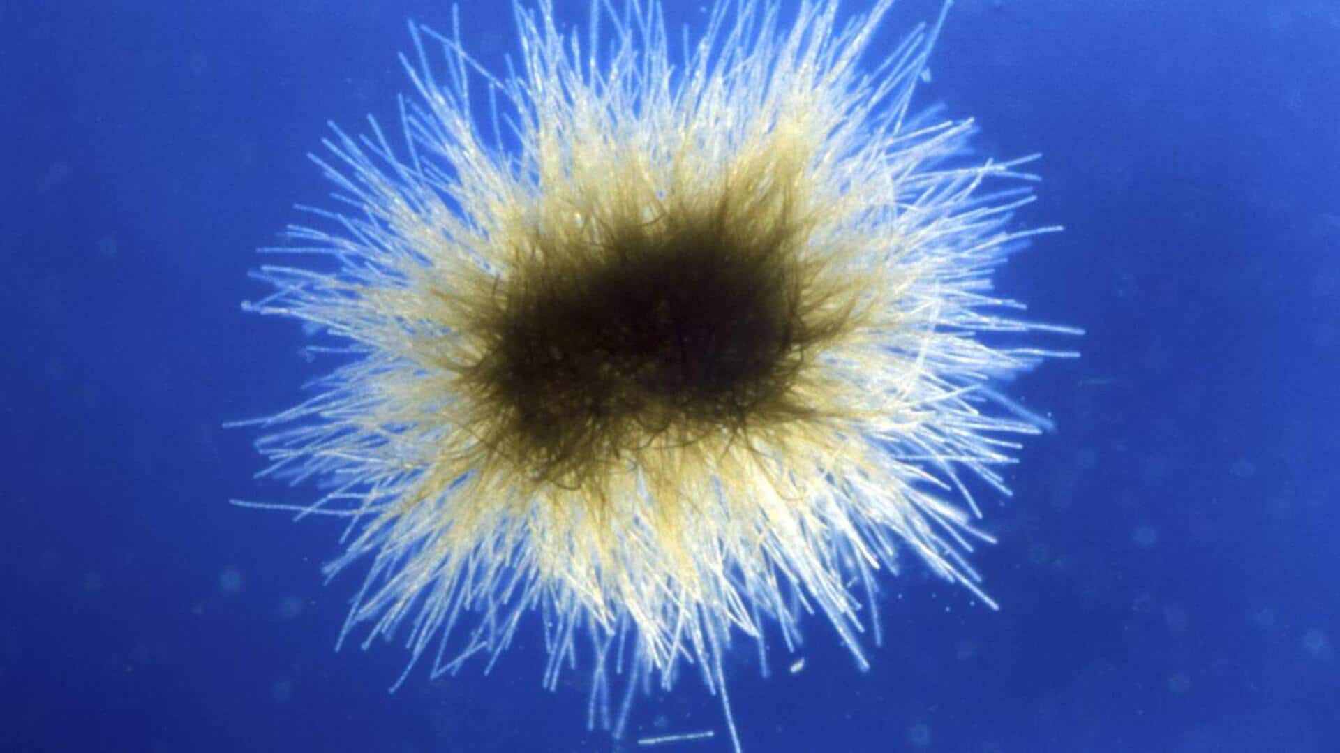 Surprising benefits of marine phytoplankton Surprising benefits of marine phytoplankton