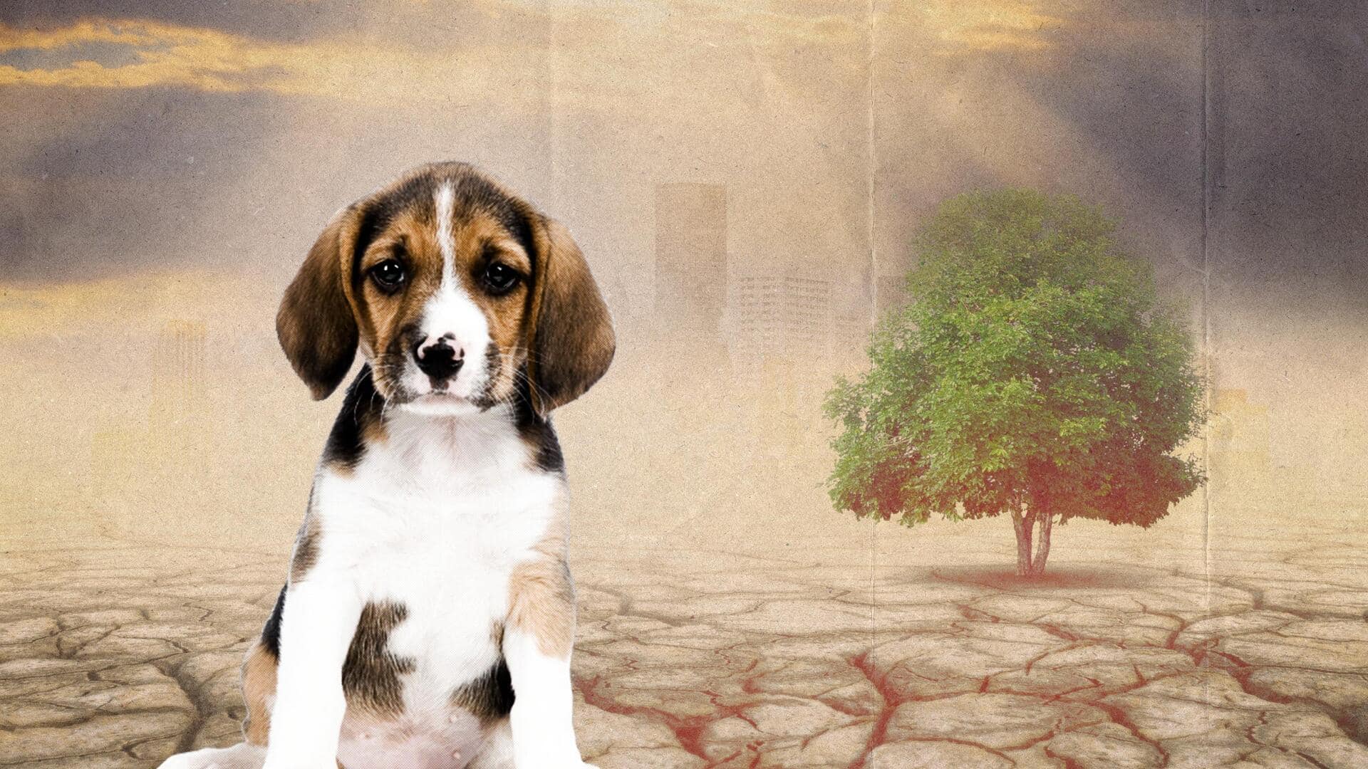 How climate change affects our pets