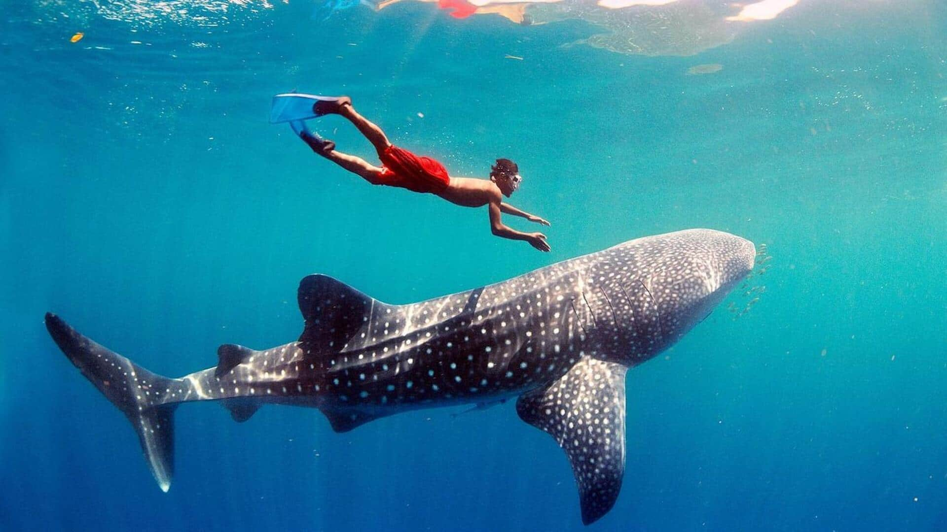 Swim with gentle giants in Isla Holbox, Mexico