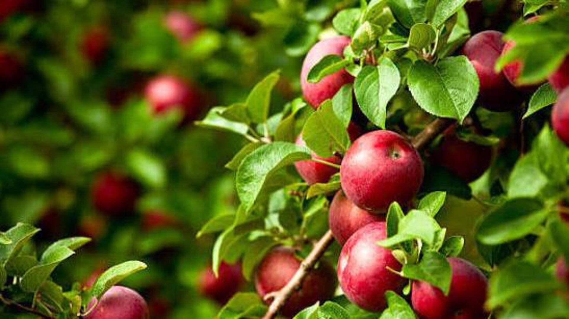How to grow apple trees indoors