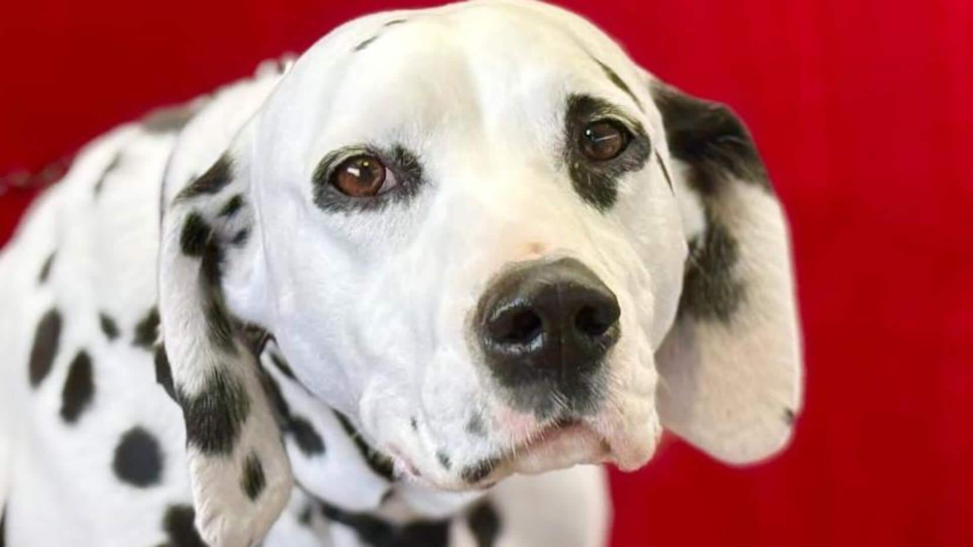 Dalmatian spot skin health checks: A guide