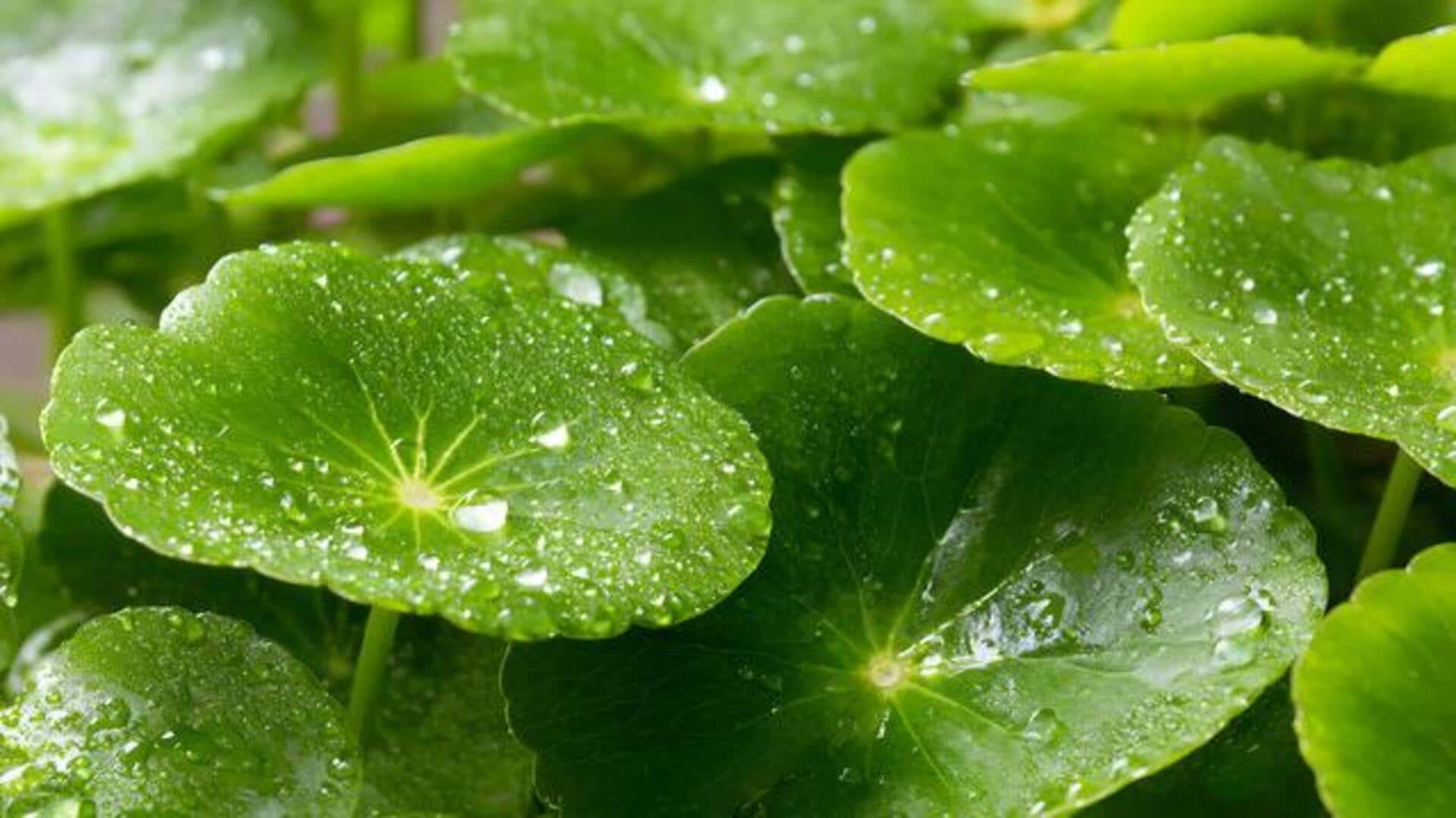 Try these dishes using centella leaves