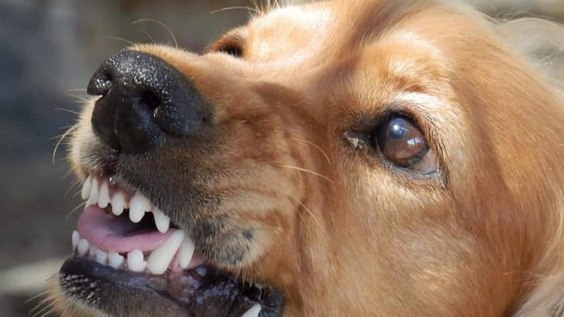 36 injured as 'rabid' dog creates chaos at UP wedding 