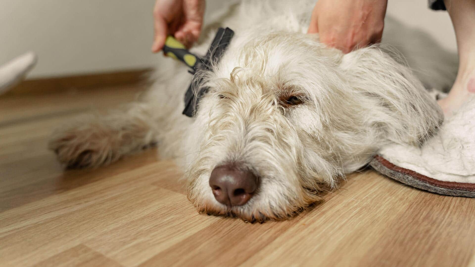 Why dog grooming brushes are a must