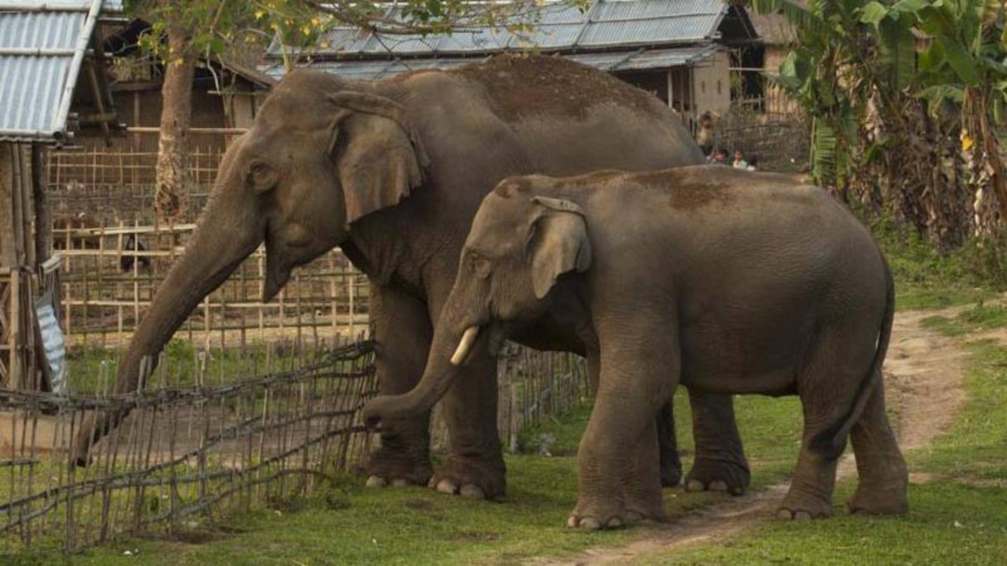 Elephant attacks have killed over 900 people in last decade Elephant attacks have killed over 900 people in last decade