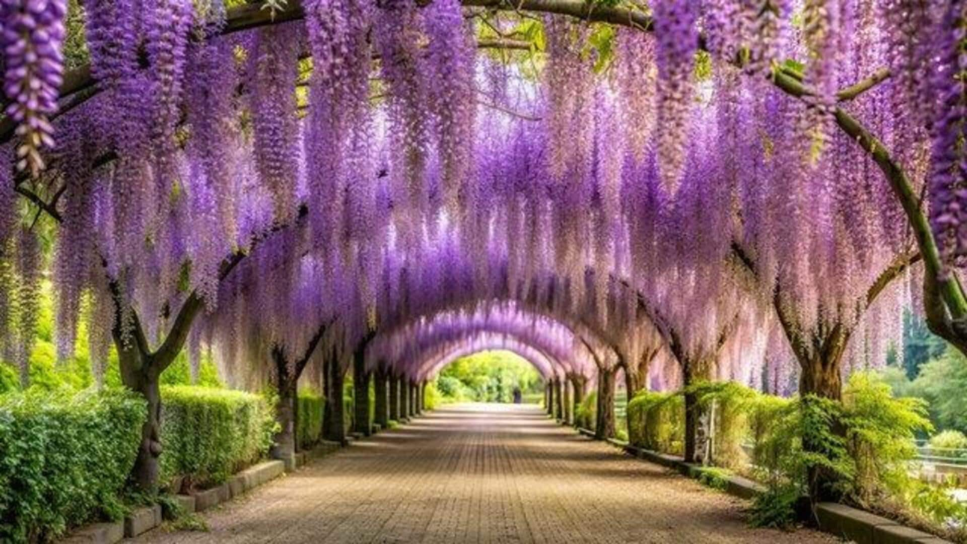 Tips for visiting the beautiful wisteria flower tunnel 