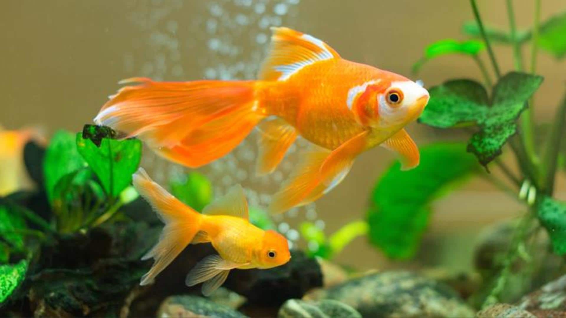 Ways to take care of your pet fish 