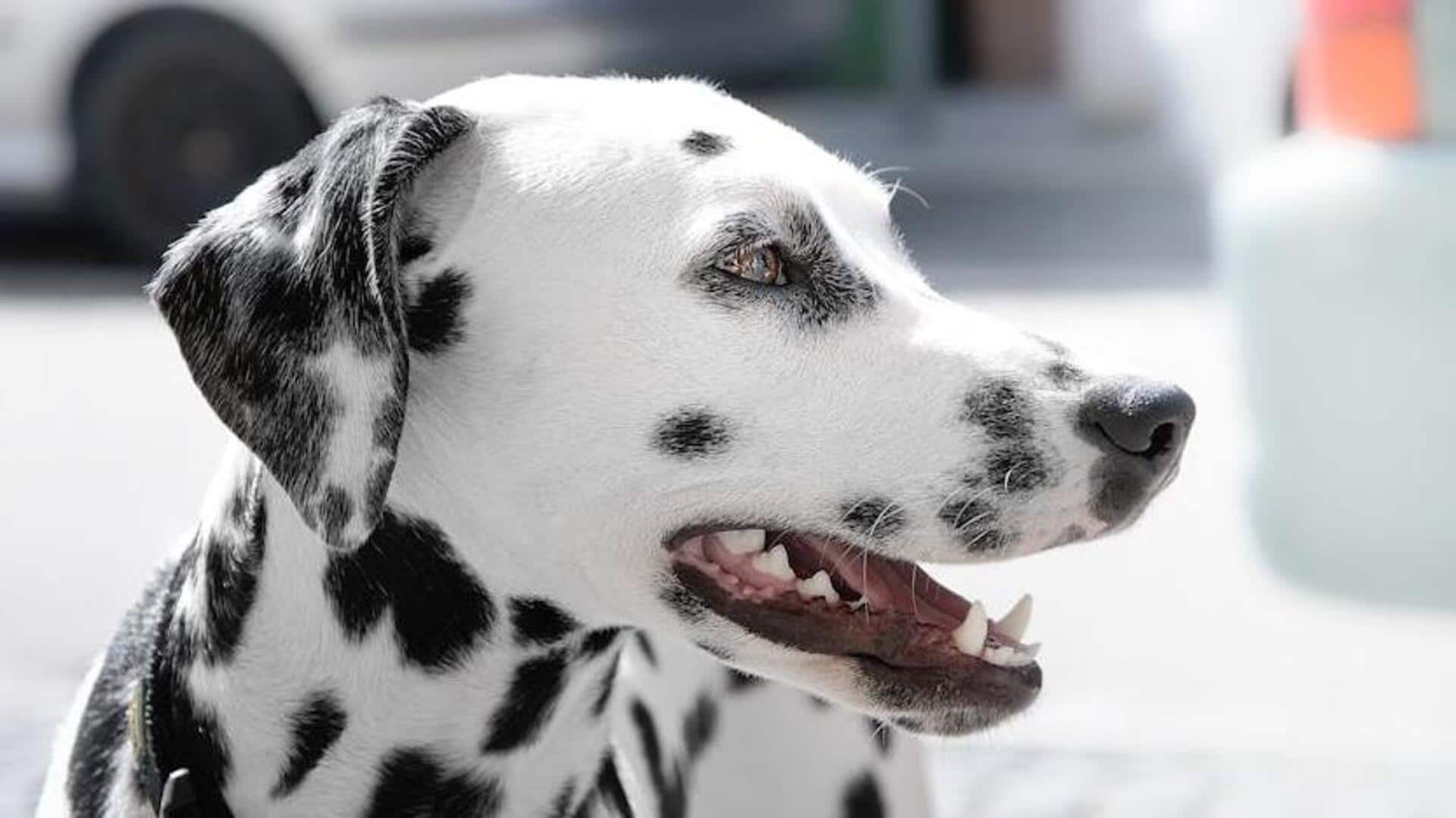 Dalmatian's diet for good urinary health