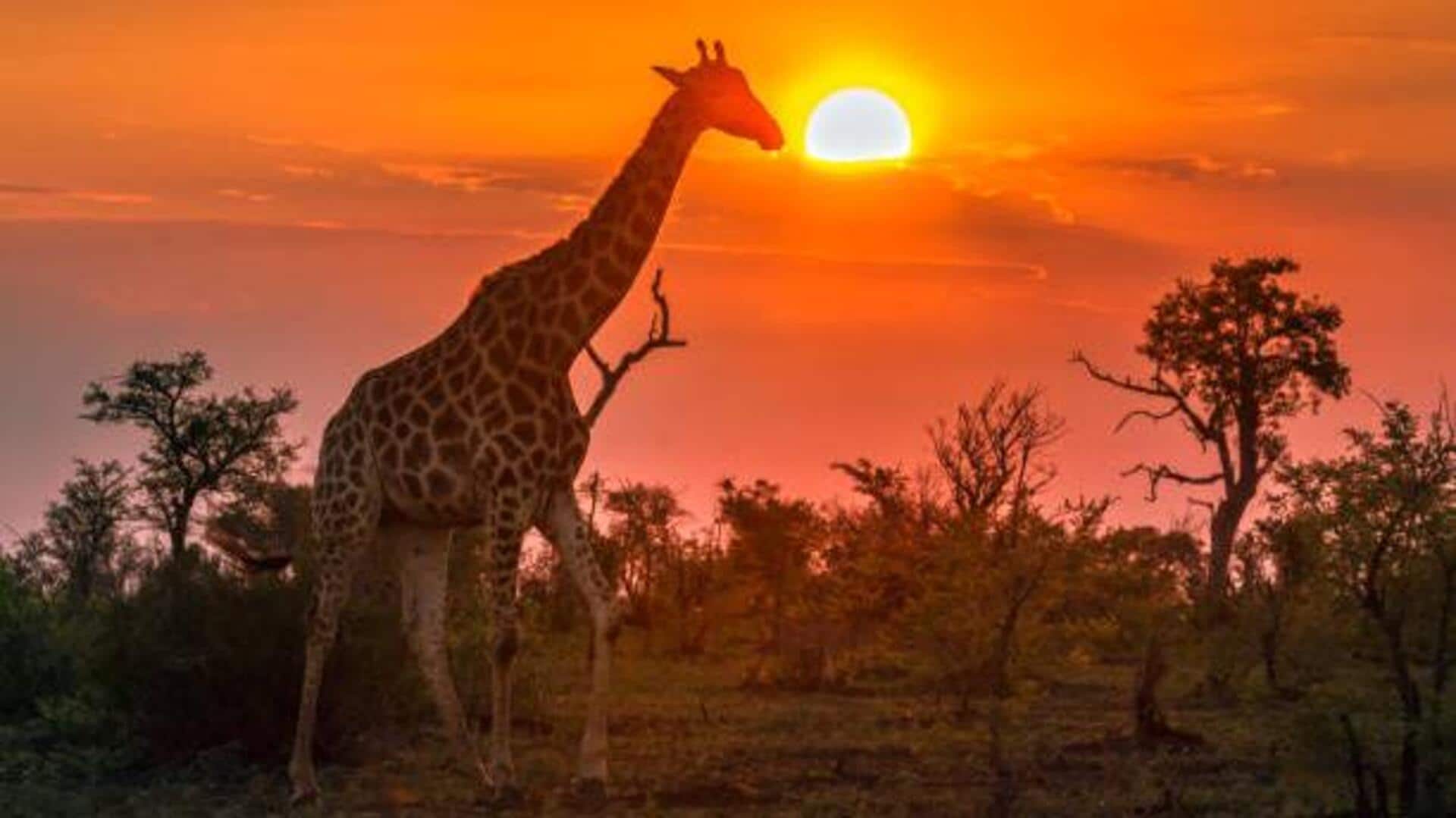 Want to spot wildlife? Try a sunrise trek 