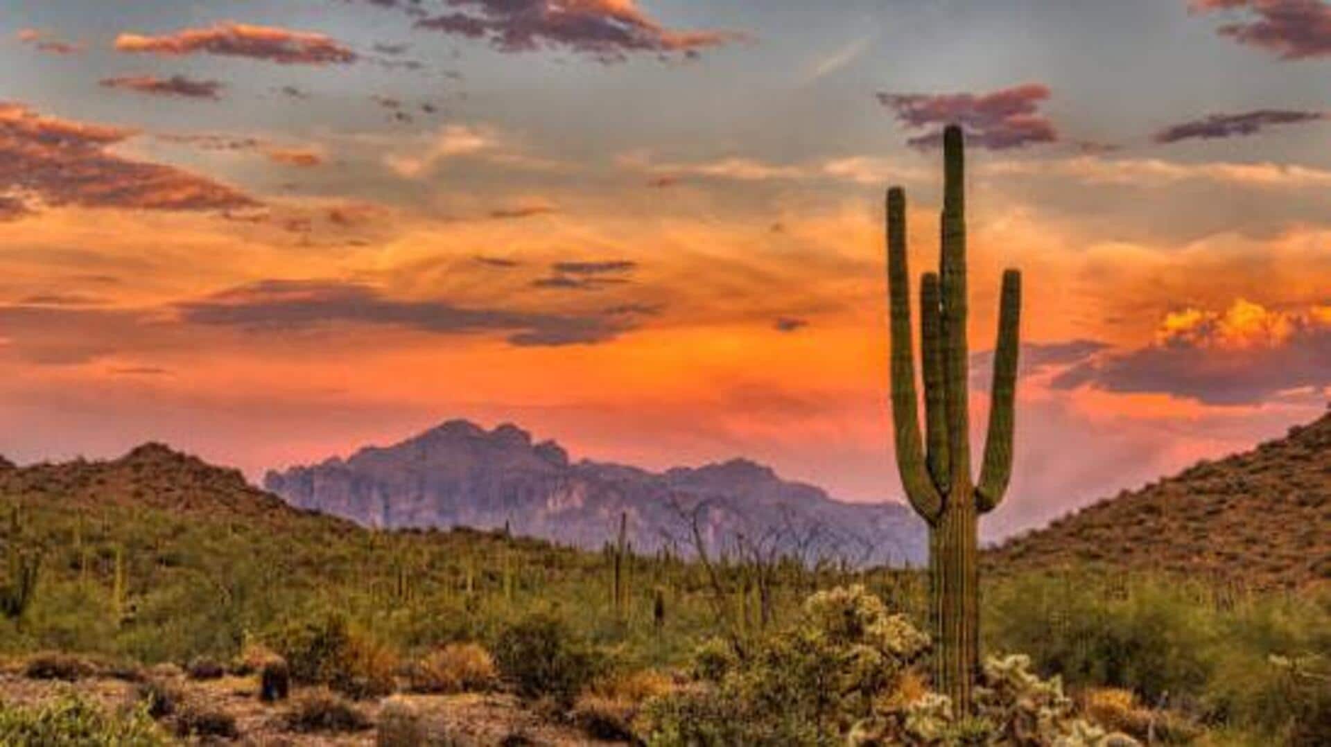 Namibia's deserts are home to some truly incredible plants!