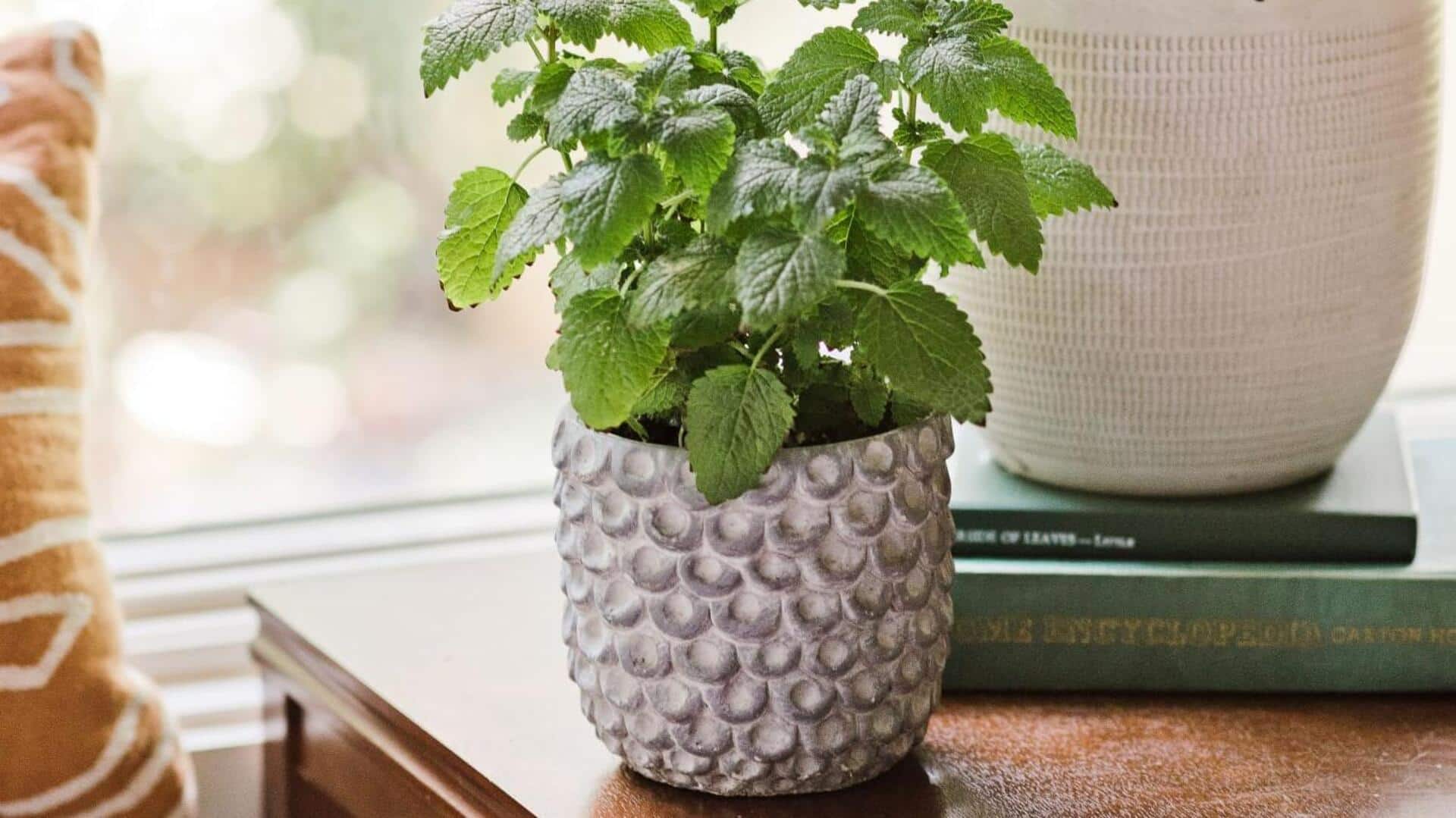 How to grow lemon balm at home