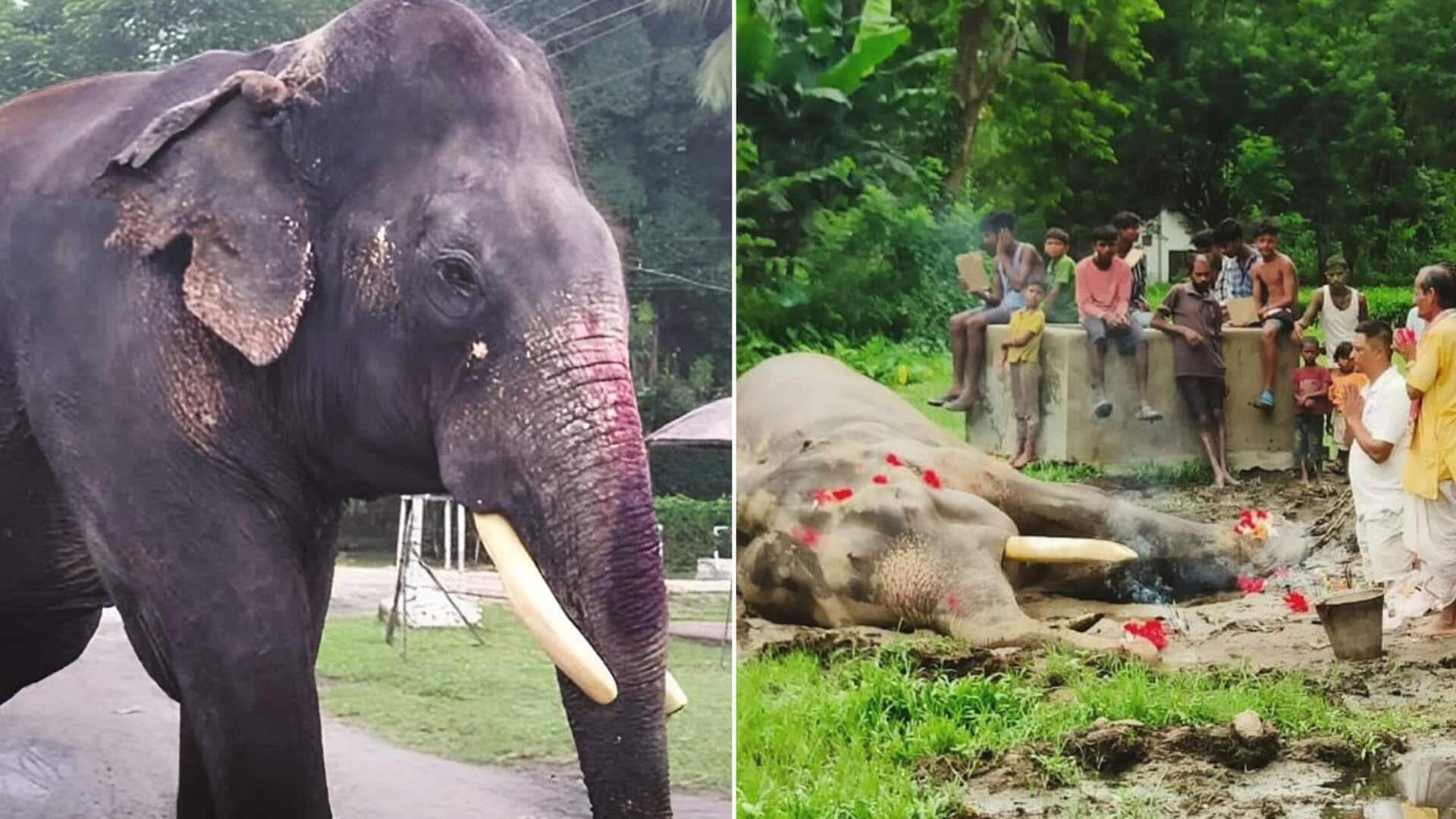 Bijuli Prasad, India's oldest elephant passes away at 89