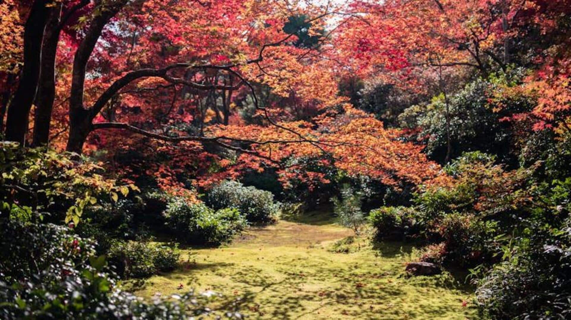 Head over to Kyoto's most serene gardens