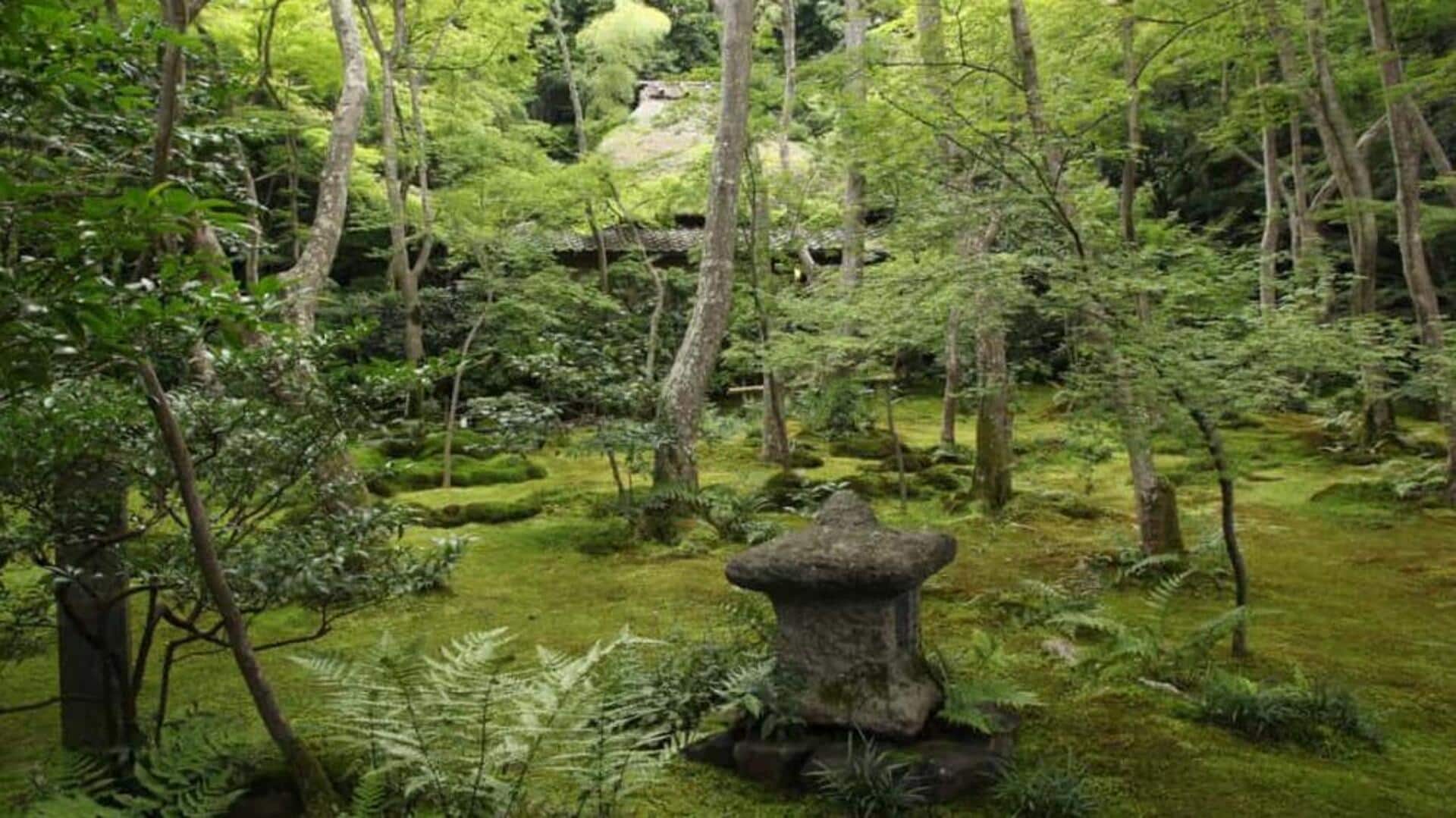 Have you heard about Japanese moss appreciation culture?