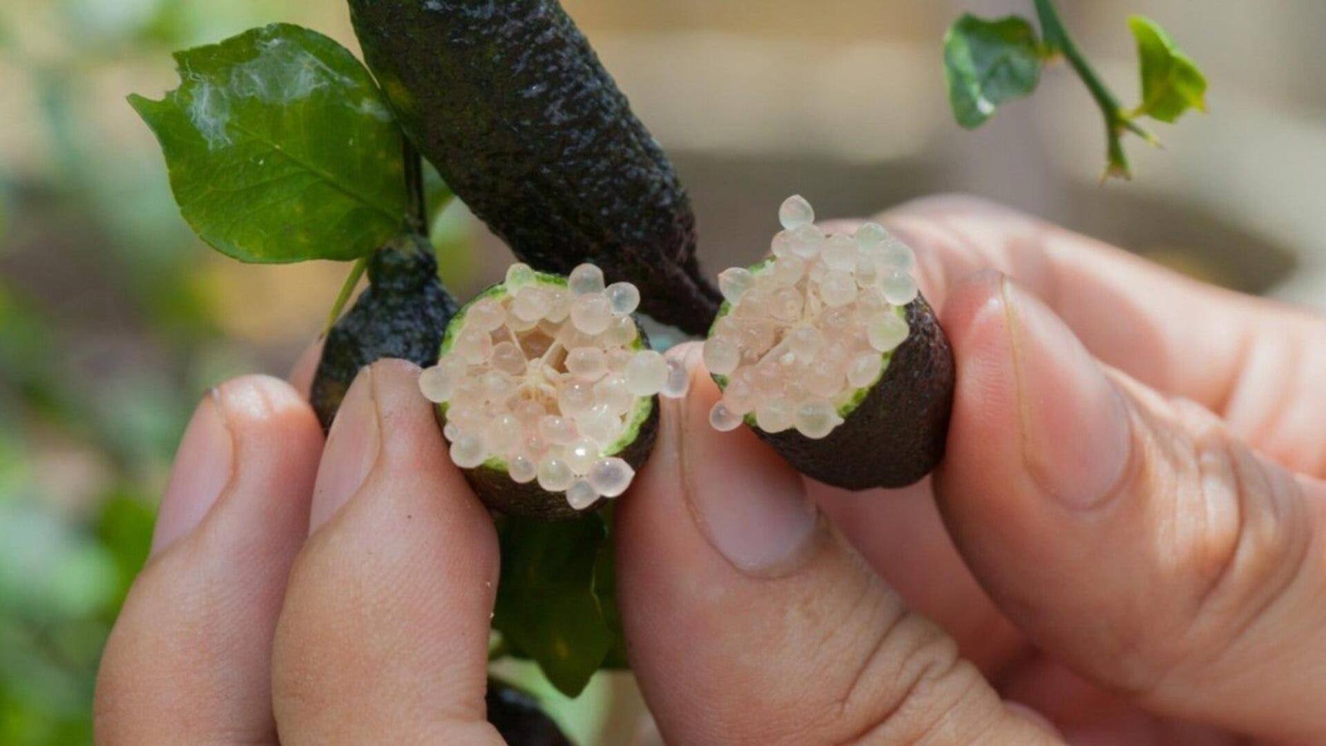 Finger lime: What makes this small Australian citrus fruit special