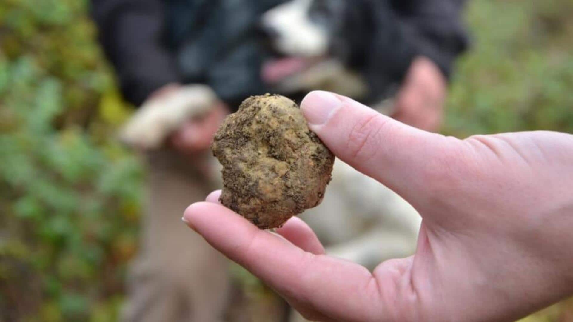 Truffle hunting adventure in Istria, Croatia