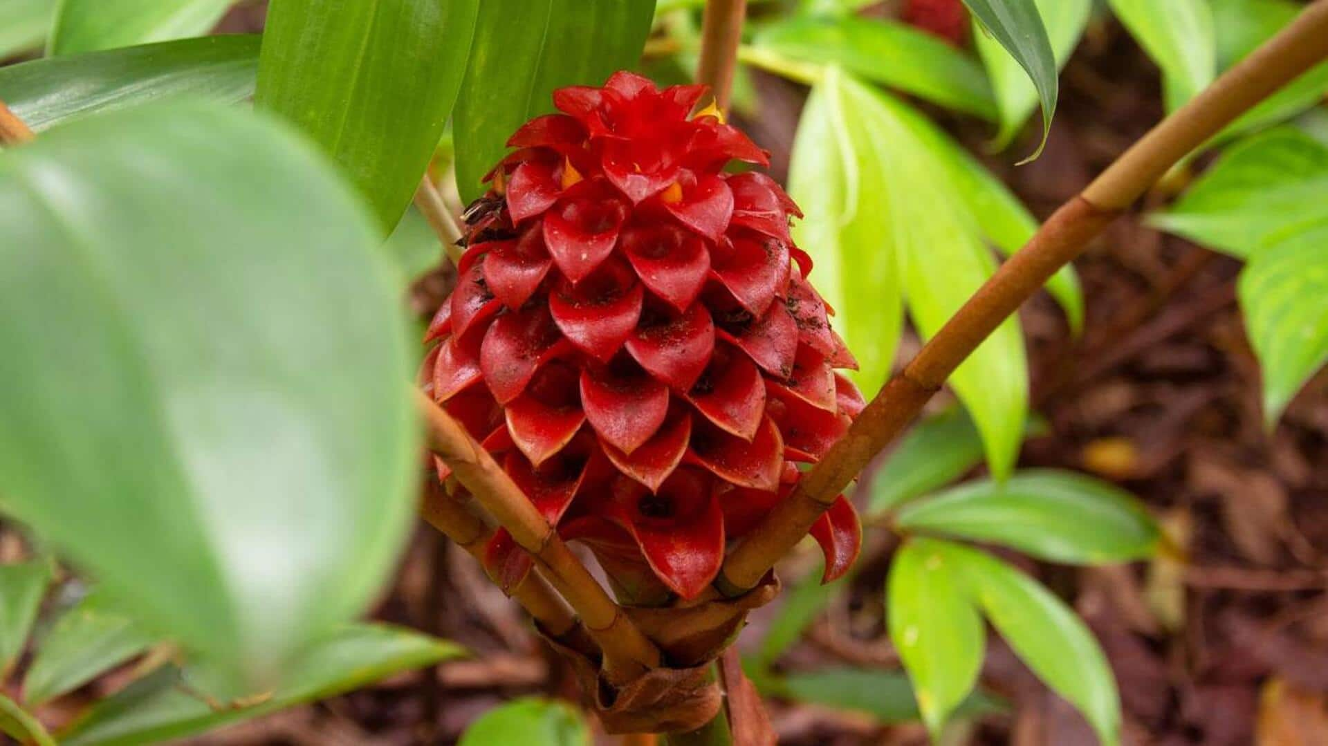 Glowing gingers: 5 tropical flower care insights