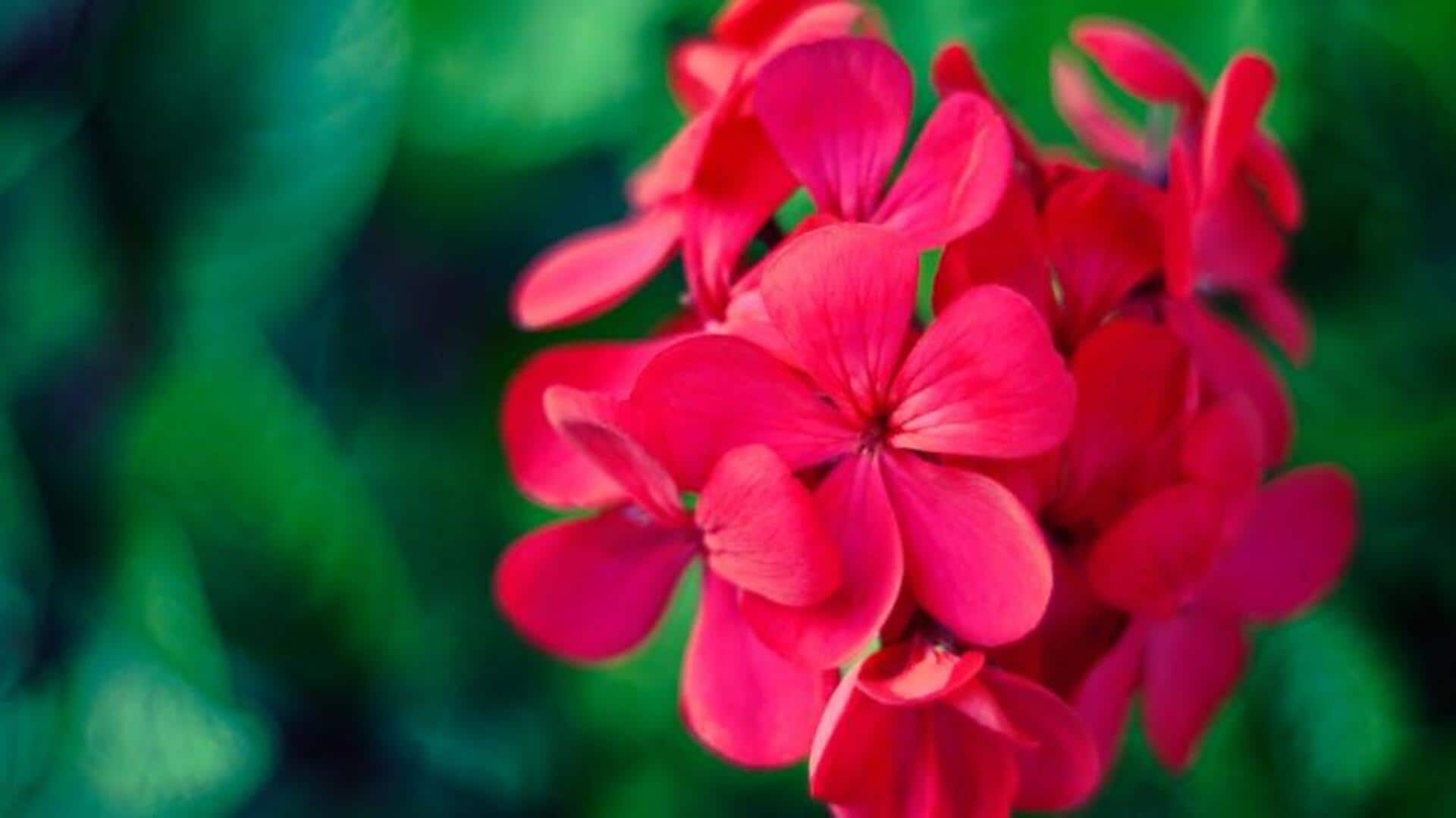 Gleaming geraniums: 5 blooming brilliance techniques