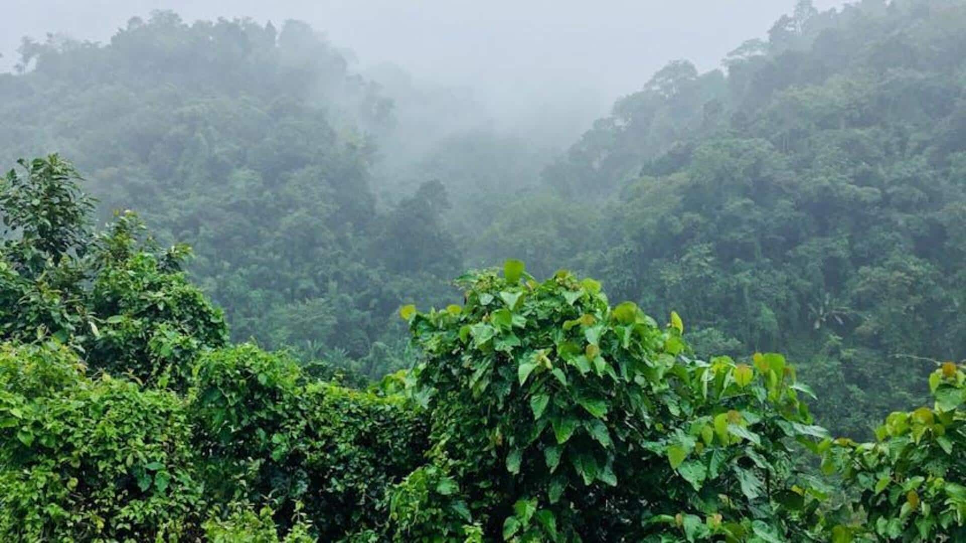 Your travel guide to Assam's tea plantations Your travel guide to Assam's tea plantations